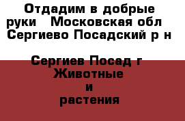 Отдадим в добрые руки - Московская обл., Сергиево-Посадский р-н, Сергиев Посад г. Животные и растения » Собаки   